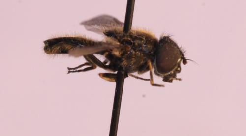 Cheilosia proxima